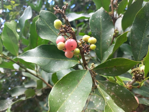 Glycosmis pentaphylla (Orangeberry) — photo