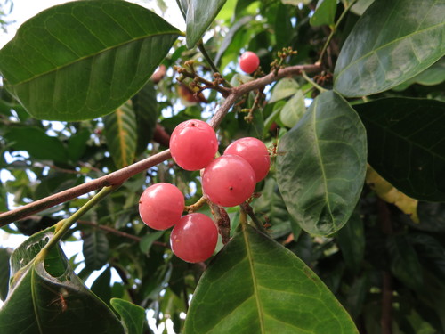 Glycosmis trifoliata (Pink lime) — photo