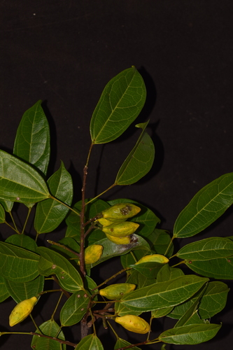 Glycydendron amazonicum — photo