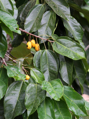 Glycydendron amazonicum