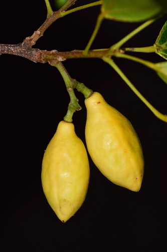 Glycydendron amazonicum — photo