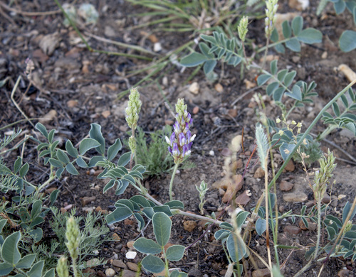 Glycyrrhiza aspera (Wild liqorice) — photo