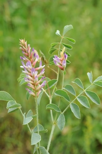 Glycyrrhiza aspera
