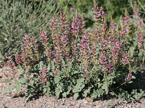 Glycyrrhiza aspera (Wild liqorice) — photo