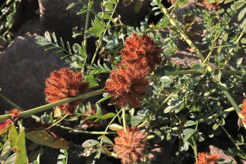 Glycyrrhiza echinata (Wild liquorice) — photo