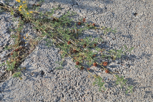 Glycyrrhiza echinata (Wild liquorice) — photo