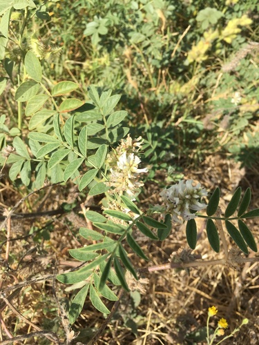 Glycyrrhiza foetida (Liquorice) — photo