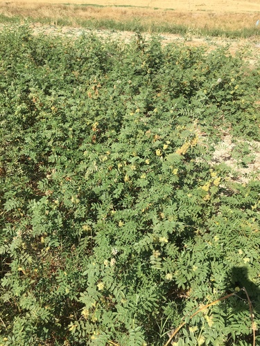 Glycyrrhiza foetida