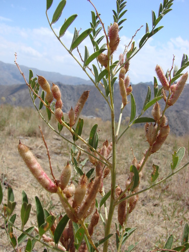 Glycyrrhiza glabra (Liquorice) — photo