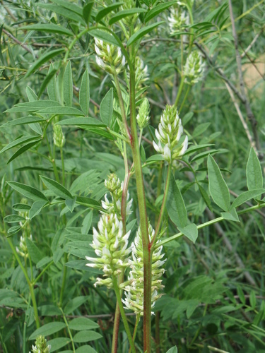 Glycyrrhiza lepidota (American liquorice) — photo