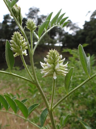 Glycyrrhiza lepidota
