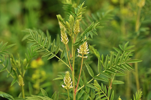 Glycyrrhiza lepidota (American liquorice) — photo