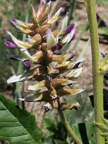 Glycyrrhiza uralensis (Chinese licorice) — photo