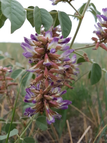Glycyrrhiza uralensis (Chinese licorice) — photo