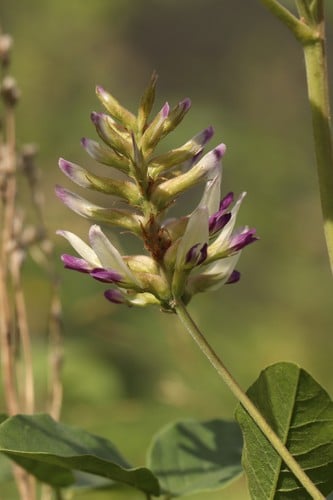 Glycyrrhiza uralensis