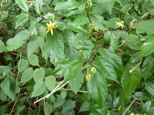 Glyphaea brevis