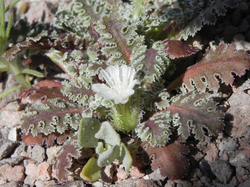 Glyptopleura marginata (Carveseed) — photo