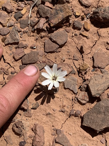 Glyptopleura marginata (Carveseed) — photo