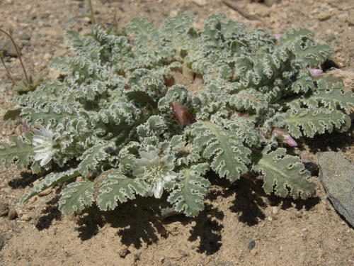 Glyptopleura marginata