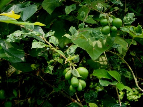 Gmelina elliptica (Badhara bush) — photo