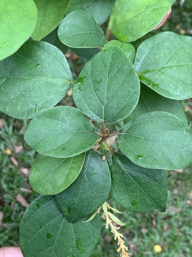 Gmelina elliptica (Badhara bush) — photo
