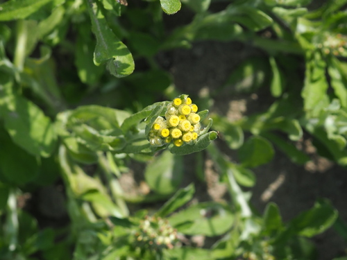 Gnaphalium affine (Chinese cudweed) — photo