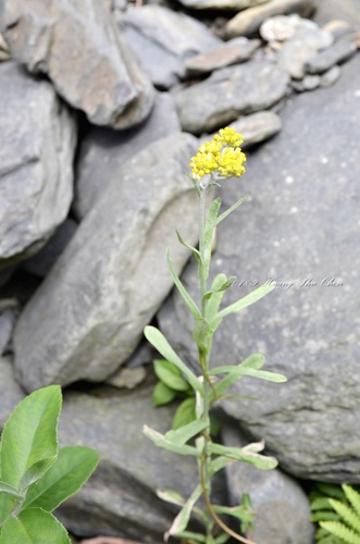 Gnaphalium affine (Chinese cudweed) — photo