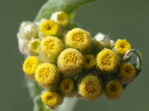 Gnaphalium affine