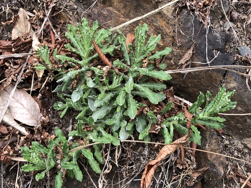 Gnaphalium hypoleucum — photo