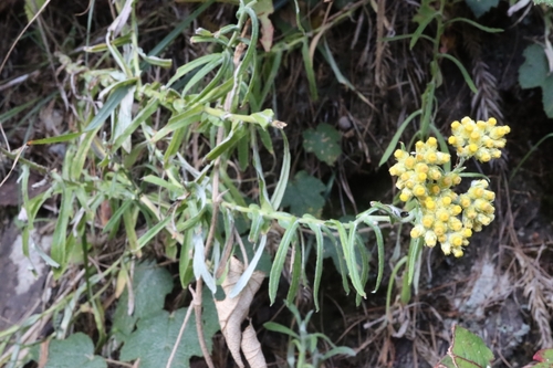 Gnaphalium hypoleucum — photo