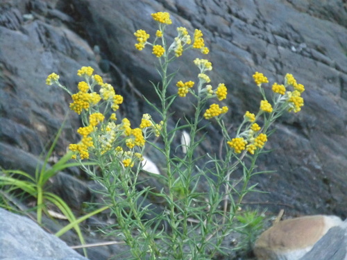 Gnaphalium hypoleucum