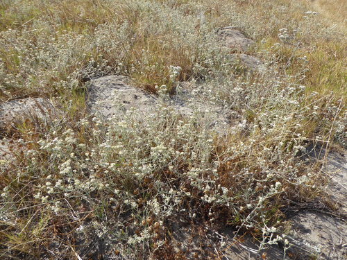 Gnaphalium indicum (Many Stem Cudweed) — photo