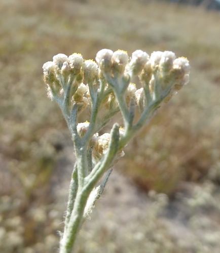 Gnaphalium indicum (Many Stem Cudweed) — photo