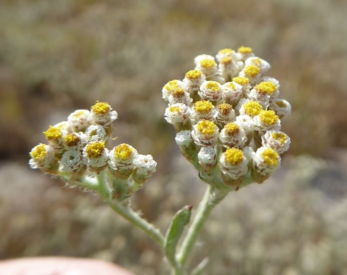 Gnaphalium indicum