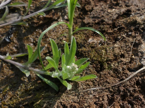 Gnaphalium polycaulon (Many-stemmed cudweed) — photo
