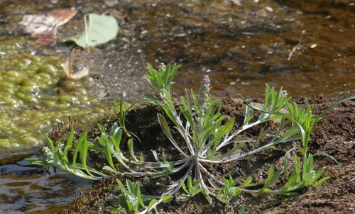 Gnaphalium polycaulon (Many-stemmed cudweed) — photo