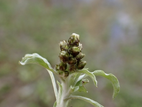 Gnaphalium polycaulon