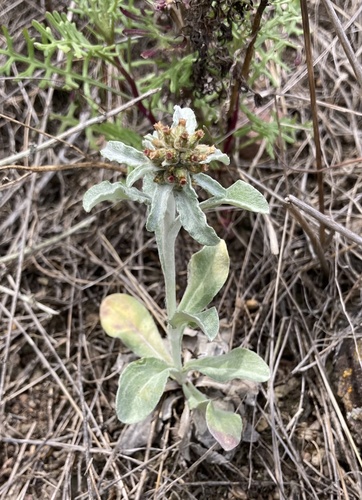 Gnaphalium purpureum (Spoonleaf purple everlasting) — photo