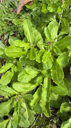 Gnaphalium purpureum (Spoonleaf purple everlasting) — photo