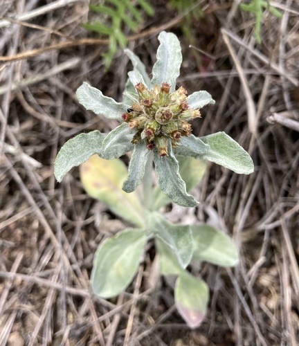 Gnaphalium purpureum