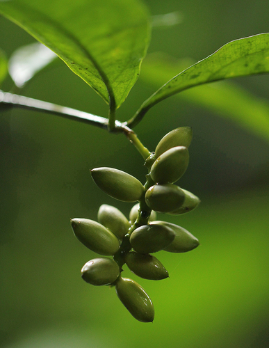 Gnetum africanum (Eru) — photo