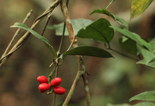 Gnetaceae