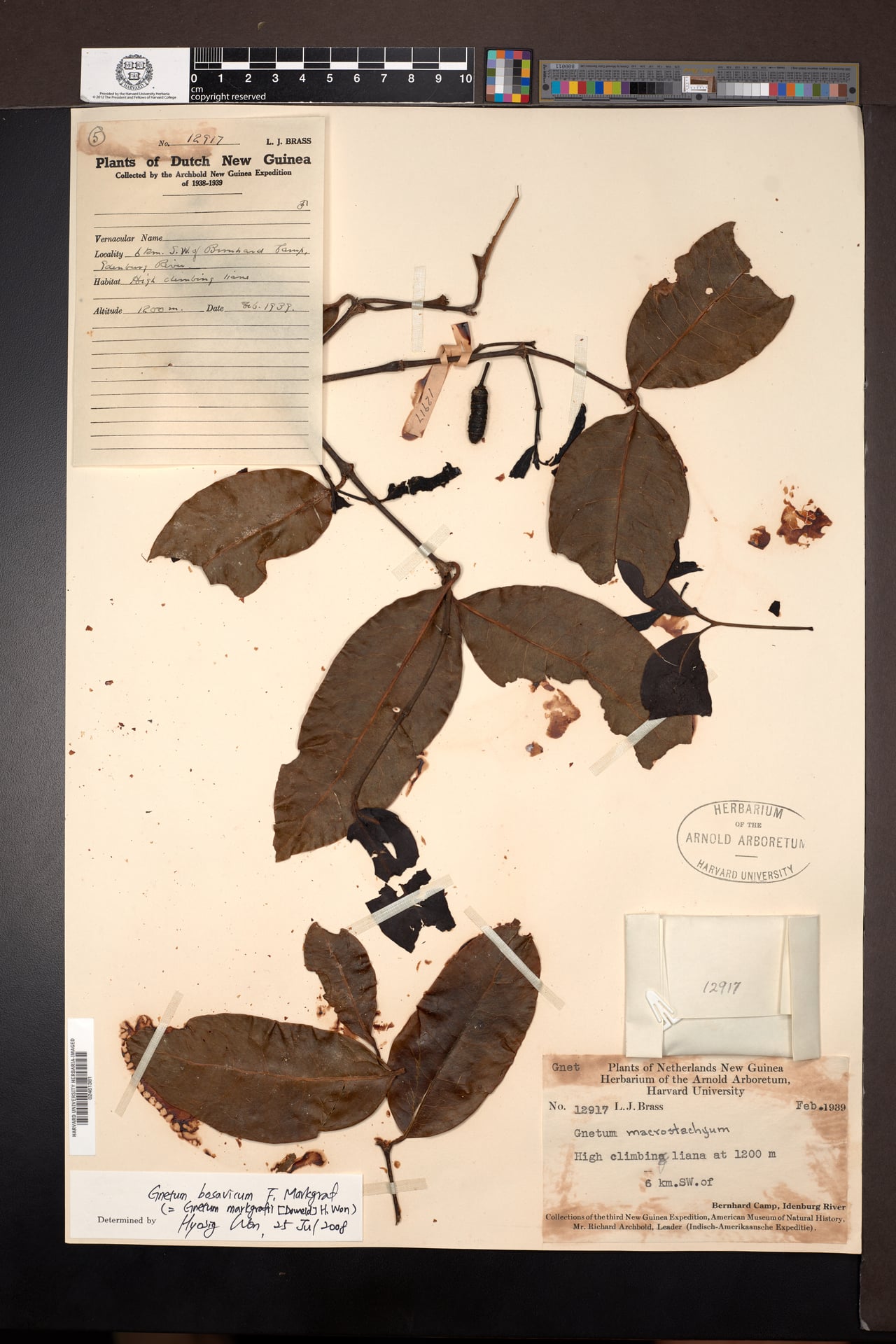 Gnetum bosavicum