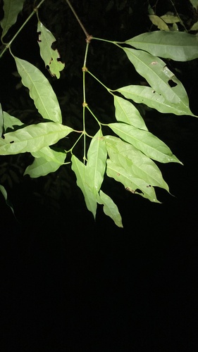 Gnetum costatum — photo