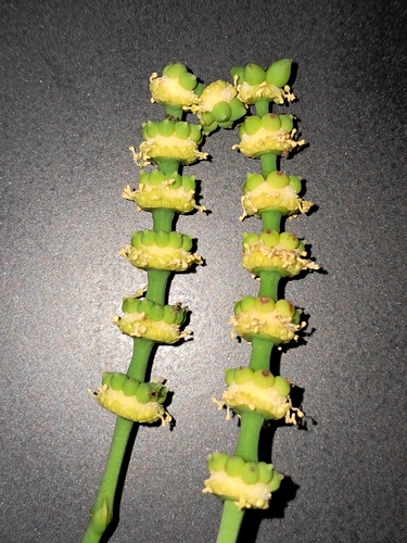 Gnetum gnemon