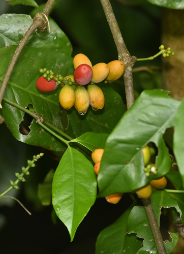 Gnetum gnemon (Tu-lip) — photo