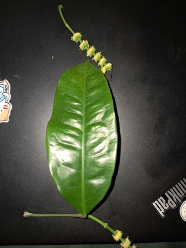 Gnetum gnemon var. brunonianum — photo