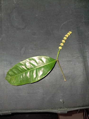 Gnetum gnemon var. brunonianum