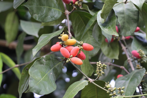Gnetum gnemon var. brunonianum — photo