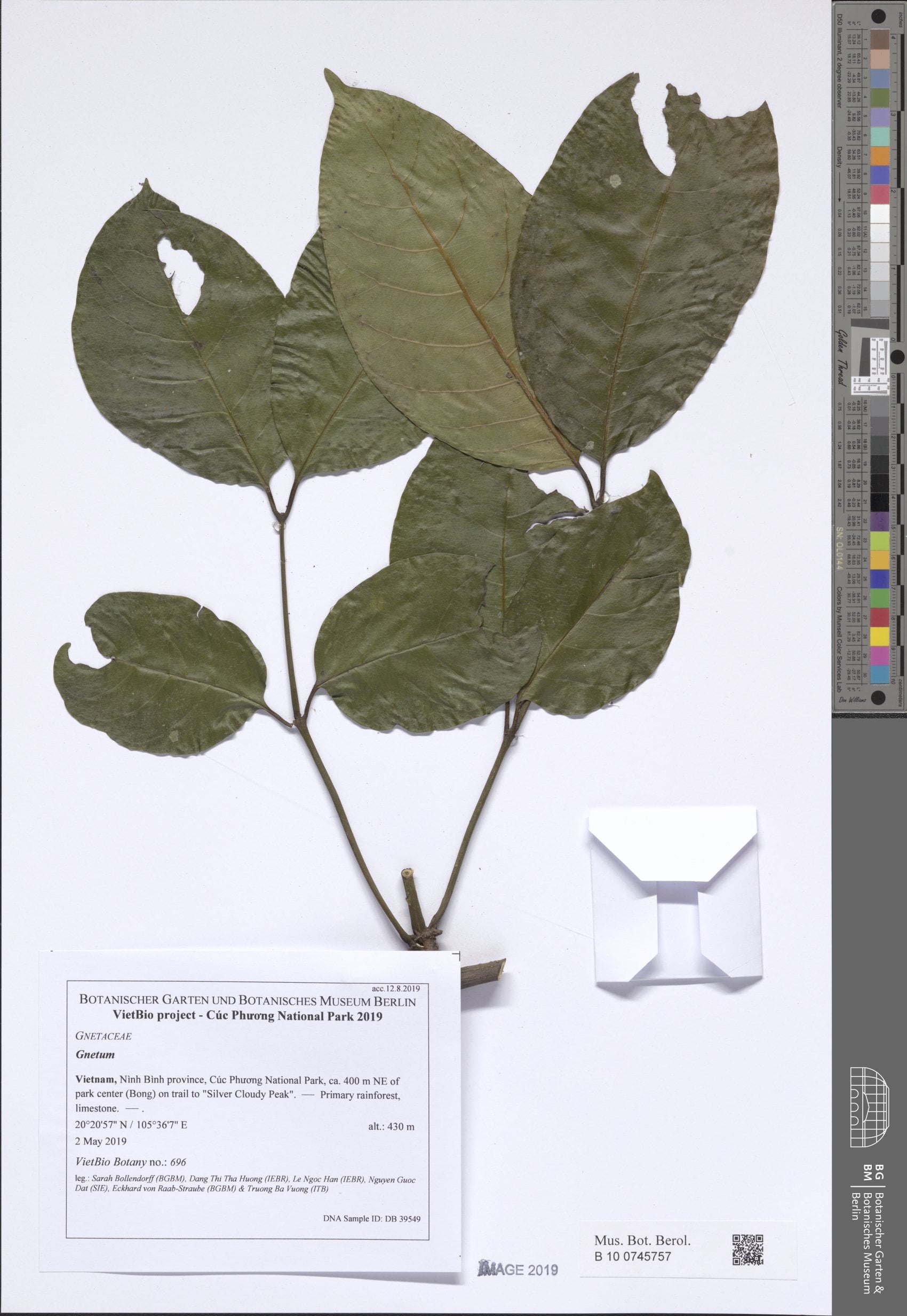 Gnetum gnemonoides (Warty gnetum vine) — photo